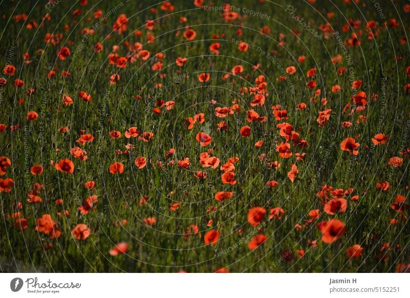 Mohnblumenwiese mohnblumen Blume rot Mohnblüte Wiese Natur Sommer Wildpflanze Frühling Farbfoto blühen wunderschön Außenaufnahme Umwelt Menschenleer Pflanze