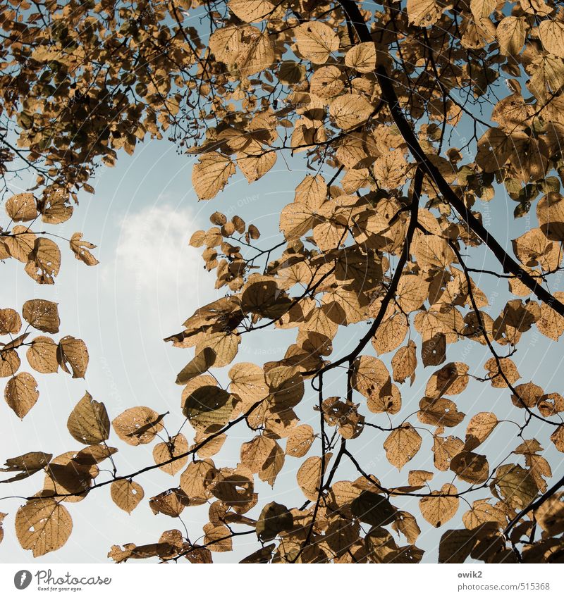 Vor dem Fall Umwelt Natur Landschaft Pflanze Wolkenloser Himmel Herbst Klima Wetter Schönes Wetter Baum Blatt Laubbaum dehydrieren hell natürlich trocken viele