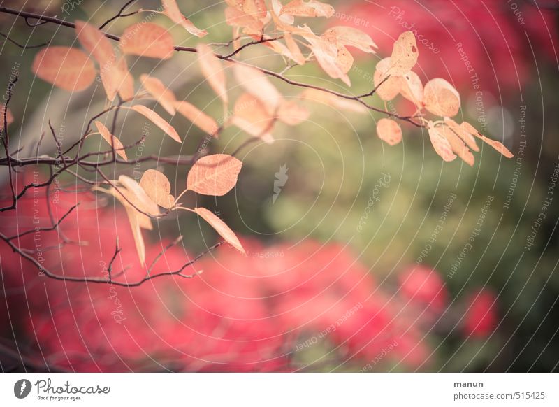 Licht und Farbe Natur Herbst Baum Sträucher Blatt herbstlich Herbstlaub Herbstfärbung Herbstbeginn Beginn Vergänglichkeit Wandel & Veränderung Farbfoto