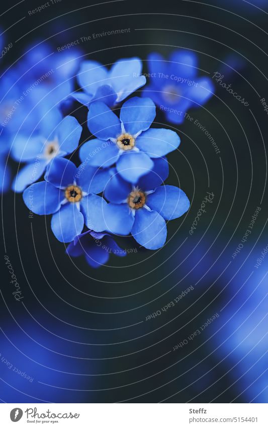 Vergissmeinnicht blau und romantisch Vergißmeinnicht Frühlingsblumen Frühlingsblüten blühen blaue Blumen Frühjahrsblüher Blümchen Frühblüher blaue Blüten
