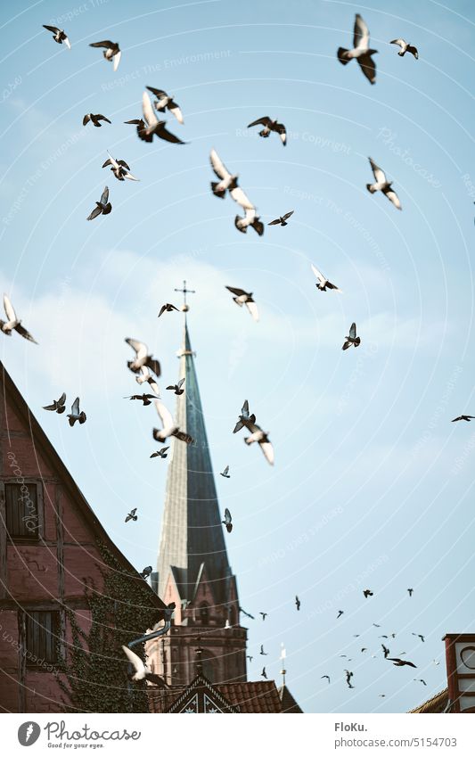 Tauben im Himmel über Lüneburg Vögel Fliegen Sonne Sonenschein Tag Kirchturm fliegen Vogel Tier Außenaufnahme Freiheit Tiergruppe Schwarm Flügel Farbfoto Natur