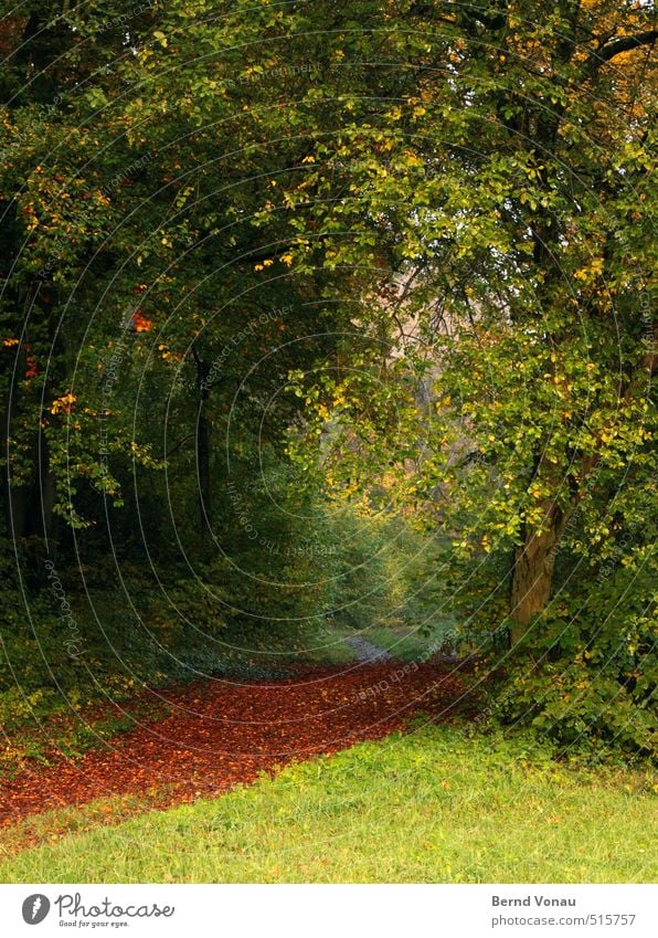 Roter Teppich Natur Landschaft Herbst Pflanze Baum Gras Sträucher Blatt Grünpflanze Wege & Pfade Stimmung grün rot gelb natürlich Herbstlaub Wald Wiese schön