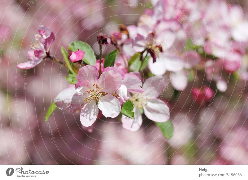 geöffnete Blüten und Knospen an einem Apfelbaum Apfelblüte blühen wachsen Frühling Zweig Natur frühjahr menschenleer Blütenpracht Blatt rosa weiß grün