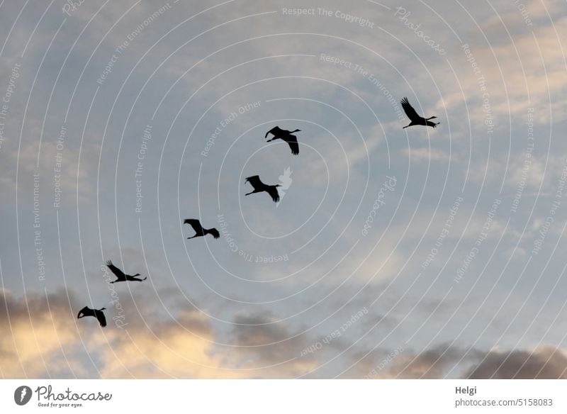 Silhouetten von 6 Kranichen, die vor bewölktem Himmel fliegen Vogel Tier Vogelzug Zugvogel Herbst Tiergruppe Natur Vogelflug Freiheit Außenaufnahme frei