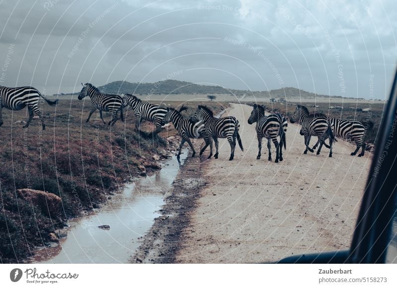 Zebras queren die Straße, auf Safari in der Serengeti Nationalpark Natur Afrika Tansania Wildtier Tier Savanne Wildnis Landschaft Park bewölkt Himmel Wolken