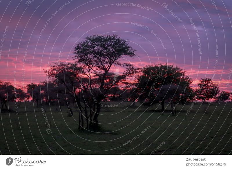 Sonnenuntergang über der Savanne, Akazien, tiefroter Himmel und Wolken Abendrot dramatisch Bäume Serengeti Nationalpark Afrika Tansania afrikanisch Natur Safari