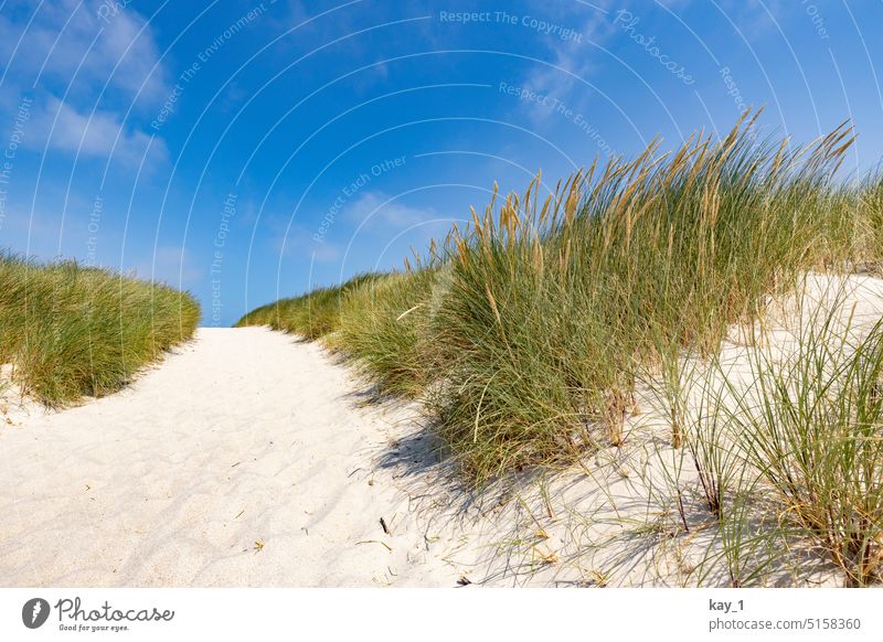 Strandweg in den Dünen mit blauem Himmel Sand Sandweg Dünengras Blauer Himmel weißer Sand Stranddüne küstenschutz Norddeutschland Dänemark Küste