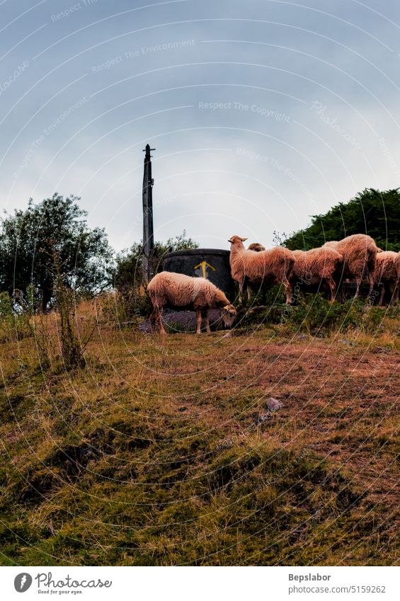 Eine Schafherde Französische Pyrenäen Landwirtschaft Menschengruppe Säugetier Wiese Wolle Schwarm französische Pyrenäen Herde Lamm Weide ländlich Tier Nutztier