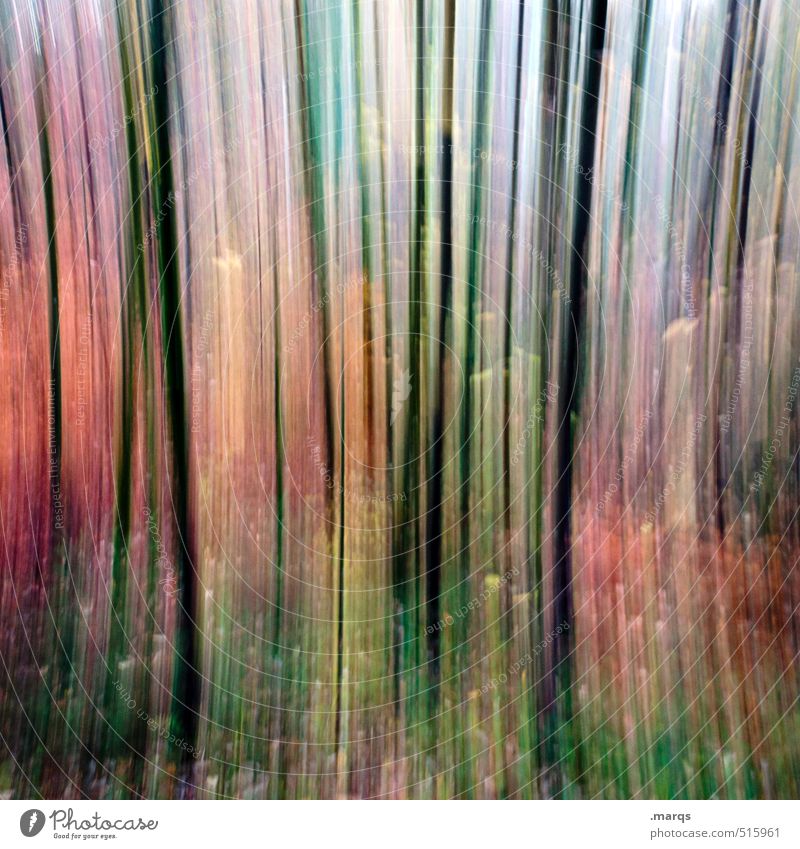 Herbst Stil Ausflug Umwelt Natur Klima Wald außergewöhnlich verrückt Stimmung Farbe Bewegung Farbfoto mehrfarbig Experiment abstrakt Strukturen & Formen