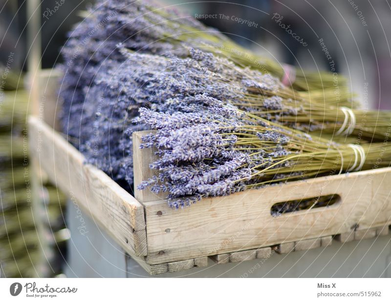 Lavendel Kräuter & Gewürze Ernährung Italienische Küche Blume Blatt Blüte Blühend Duft dehydrieren violett Küchenkräuter Wochenmarkt Gemüsemarkt verkaufen Ernte