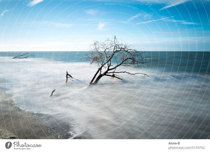 von weichen Wellen umspülte abgestorbene Bäume bei blauem Himmel an einem sonnigen Tag am Strand Meer Totholz Baum Natur weggespült Küstenschutz