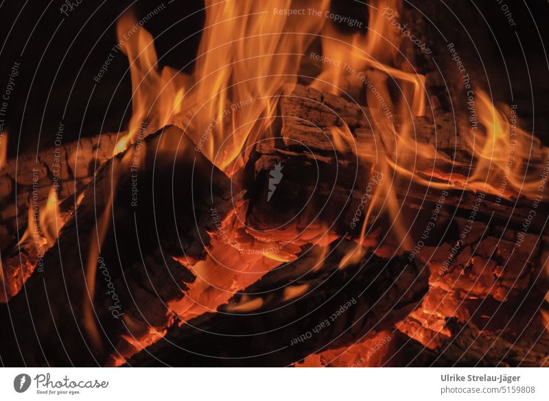 Lagerfeuer mit Holzscheiten, Glut und Flammen Feuer brennende Holzscheite Wärme Feuerstelle heiß glühend Hitze schwarz orange Licht ursprünglich wärmend