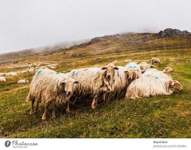 Eine Schafherde Französische Pyrenäen Landwirtschaft Menschengruppe Säugetier Wiese Wolle Schwarm französische Pyrenäen Herde Lamm Weide ländlich Tier Nutztier