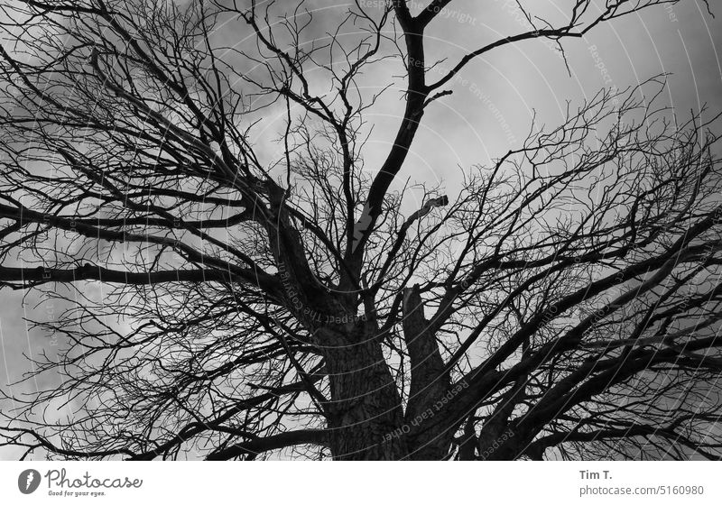 Blick nach oben in einen winterlichen Baum Winter s/w Uckermark bnw Äste blattlos Schwarzweißfoto Außenaufnahme Tag Menschenleer Brandenburg b/w ruhig b&w