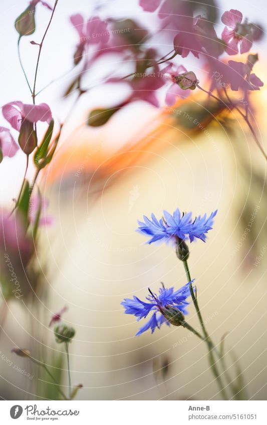 Filigrane Kornblumen mit einem Rahmen aus Lein in einem Blumenkasten . Haus im Hintergrund in schöner Unschärfe. Dachgeschoss Nachbarhaus farbenfroh gerahmt