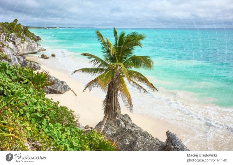 Tropischer Strand von Tulum, Halbinsel Yucatan, Mexiko. Urlaub Karibik Wasser Himmel reisen Horizont MEER im Freien Meer Handfläche Baum Landschaft türkis