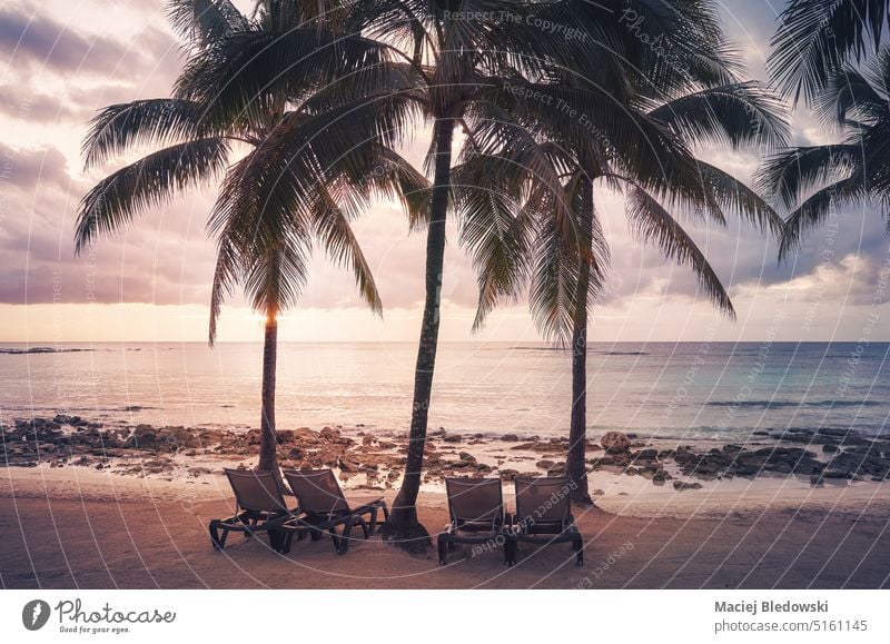 Silhouetten von Kokosnusspalmen an einem tropischen Strand bei Sonnenuntergang, farblich getönt. Wasser Sommer Himmel reisen Natur altehrwürdig Baum retro Meer