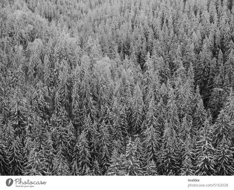 dezent winterlicher Fichtenwald Wald Nadelwald fichten Winter Winterwald Schnee Frost kalt Schneelandschaft Winterstimmung Kälte Winterlandschaft Bäume weiß