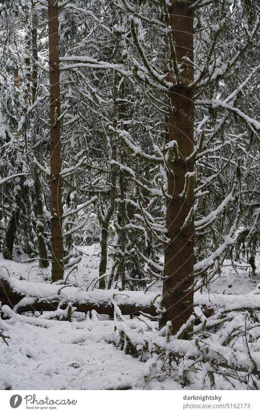 Wald Landschaft im Winter mit Schnee und bei Frost und Kälte Fichten Umwelt Bäume Menschenleer Außenaufnahme kalt Winterlandschaft Wetter Winterstimmung