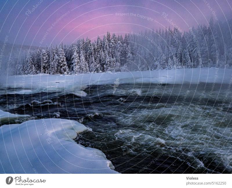 Storforsen Stromschnellen im Abendlicht II storforsen Norrbottens län Schweden Nordschweden Naturreservat Winter Frost Schnee Kalt gefroren Abendröte Tannen
