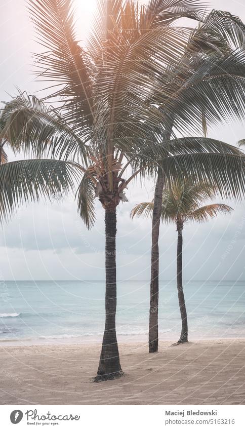 Kokosnusspalmen an einem leeren Karibikstrand, farblich getönt, Halbinsel Yucatan, Mexiko. Natur tropisch reisen Baum Strand Handfläche Insel Himmel Horizont