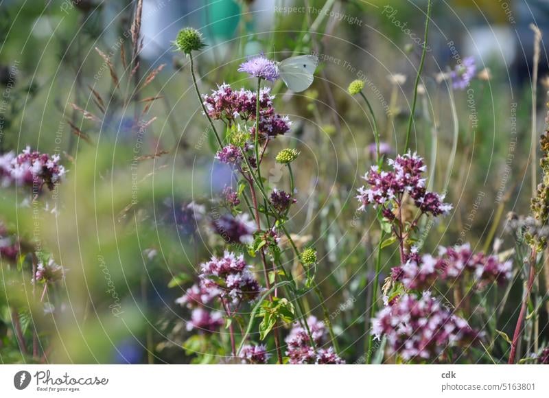 Frühlingslust | es grünt so grün | blühende Wiesen mit Schmetterlingen… Blumenwiese Gras Blüte Natur Sommer Pflanze Blühend Farbfoto Umwelt Wiesenblume