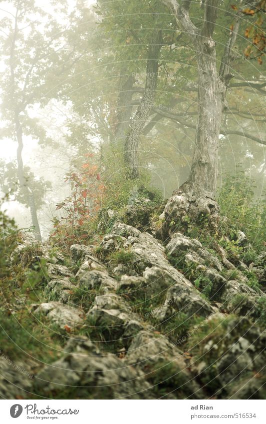Mystic Wood Umwelt Natur Landschaft Herbst Nebel Pflanze Baum Sträucher Wald Hügel Felsen Abenteuer mystisch Traurigkeit unheimlich verträumt Gespensterwald
