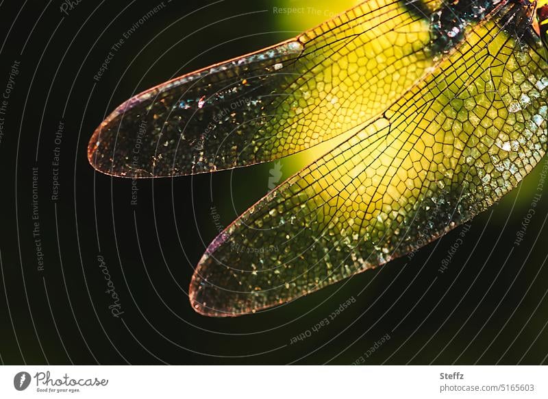 Lichtflügel Flügel Libellenflügel Flügel ausbreiten lichtvoll Lichteinfall Muster transparent durchsichtig Lichtreflexe Sonnenlicht gelb fein zart Sonnenbad