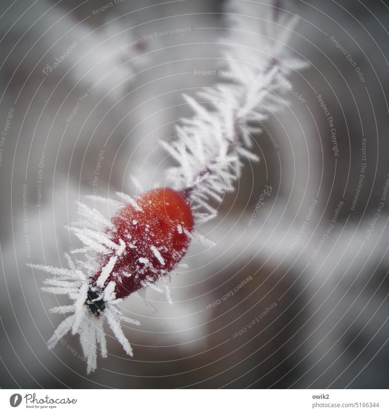 Eisheilig Hagebutte Natur Sträucher Frost Eiskristall stachelig klein kalt Spitze Winter Pflanze Umwelt Schönes Wetter Nahaufnahme Außenaufnahme Farbfoto