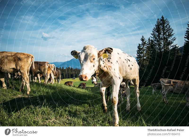 Kühe auf Weide mit Blick in die Kamera Gras Tier Nutztier Außenaufnahme Wiese Natur Farbfoto Tierporträt grün Kuh Landwirtschaft Herde weiß dalmatinerkuh