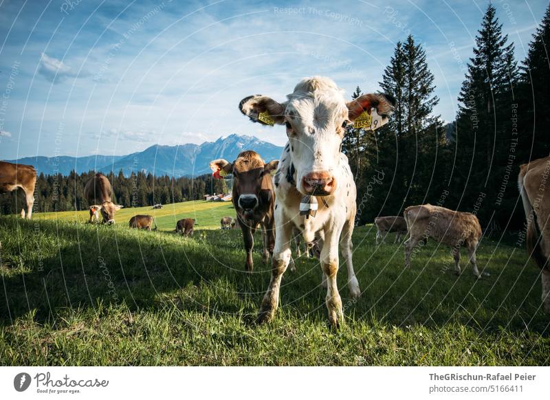 Kühe auf Weide mit Blick in die Kamera Gras Tier Nutztier Außenaufnahme Wiese Natur Farbfoto Tierporträt grün Kuh Landwirtschaft Herde weiß dalmatinerkuh Ohren