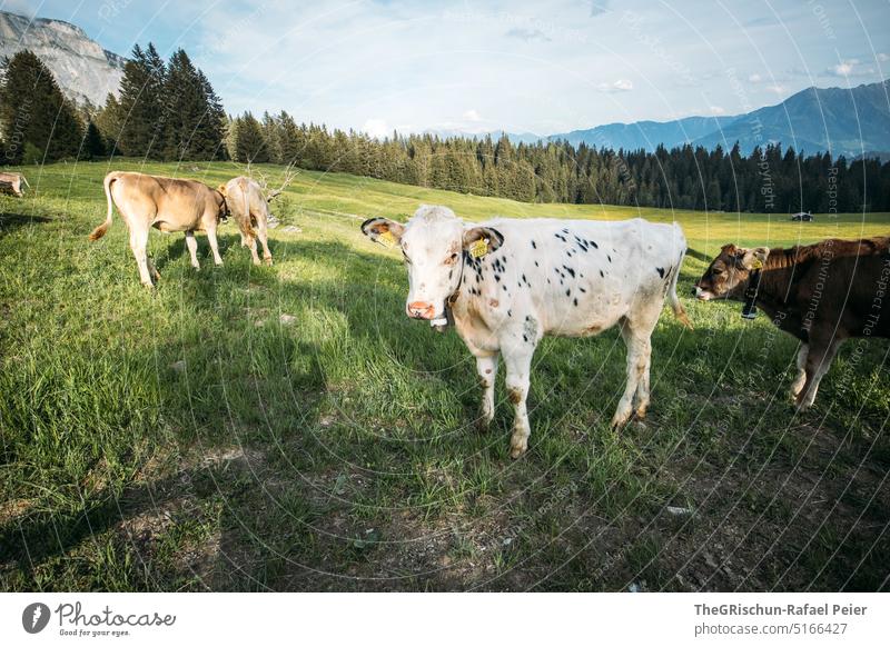 Kühe auf Weide mit Blick in die Kamera Gras Tier Nutztier Außenaufnahme Wiese Natur Farbfoto Tierporträt grün Kuh Landwirtschaft Herde weiß dalmatinerkuh Ohren