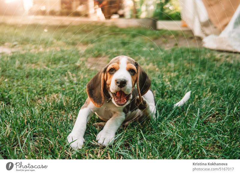 Beagle-Welpe auf grünem Gras im Park. Niedlicher Hund, Haustier, neues Mitglied der Familie. bezaubernd amüsant Tier schön luftig hell brightside Verfolgung