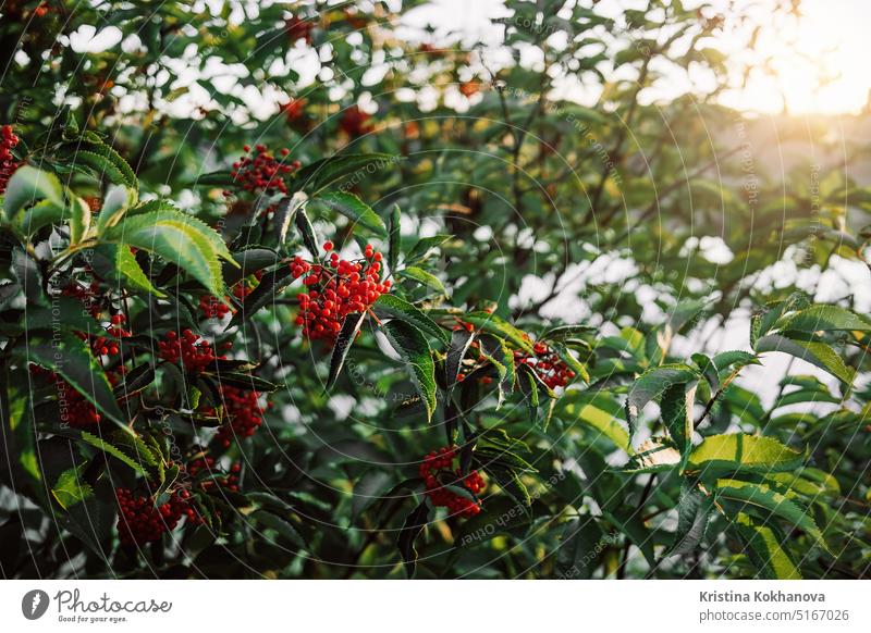 Schöner roter Vogelbeerbaum mit reifen Beeren. Zweig der Eberesche. Hintergrund. Herbst Haufen Nahaufnahme Frucht grün Blatt Natur Vogelbeere botanisch Ast hell