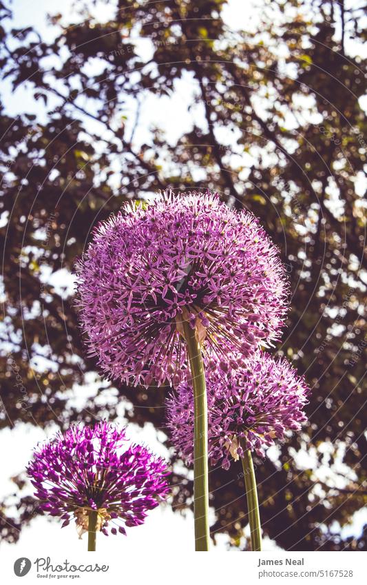 Ein strahlender Frühlingstag für diese riesigen Alliumpflanzen natürlich Blumen Froschperspektive purpur Ball Schönheit Hintergrund Sommer mehrjährig Makro Baum