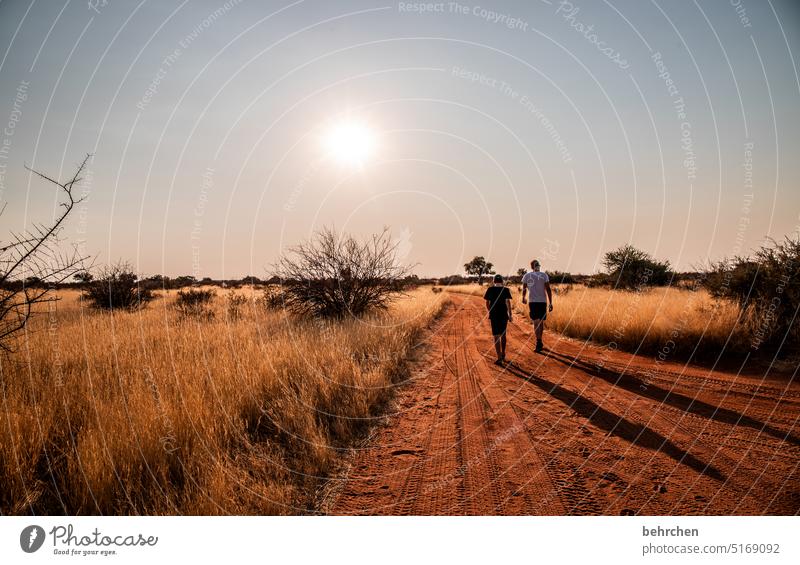 weggefährten Sonnenlicht Wärme Sohn Kindheit träumen Abenddämmerung romantisch Sonnenuntergang Gras Kalahari Außenaufnahme Namibia Ferne Afrika Fernweh reisen