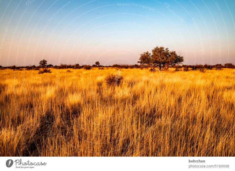 lieblingsorte Sonnenlicht Wärme wunderschön träumen romantisch Abenddämmerung Sonnenuntergang Gras Außenaufnahme Kalahari Namibia Ferne Afrika Fernweh Kitsch