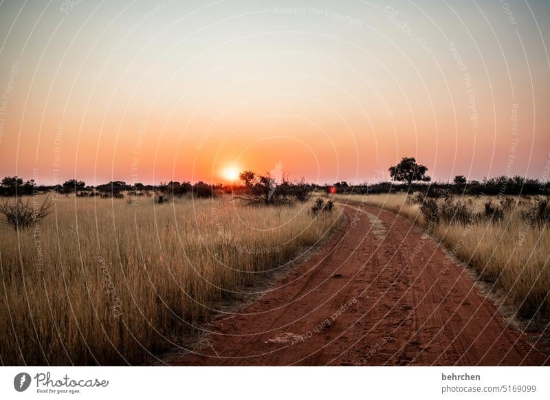 wildes namibia Fernweh Landschaft Ferien & Urlaub & Reisen Natur besonders magisch stille Dämmerung Afrika Ferne Namibia Gras Kalahari Sonnenuntergang