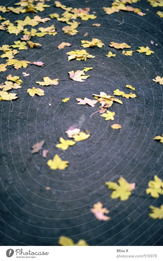 gelbe Sterne Herbst Blatt Straße Wege & Pfade liegen Rutschgefahr Asphalt Bürgersteig Ahornblatt Herbstlaub Herbstfärbung Farbfoto Außenaufnahme Muster