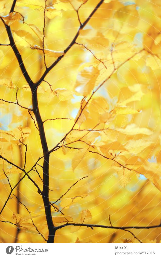 Zartes Gold Herbst Schönes Wetter Baum Blatt Wald gelb gold Herbstlaub Ast Zweige u. Äste Buche Buchenblatt herbstlich Herbstbeginn Herbstfärbung Farbfoto