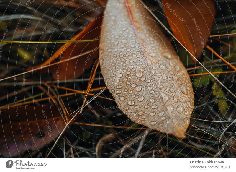 Herbst orange gefallenes Blatt mit Tautropfen. Schöne Makro Textur. Hintergrund hell Tropfen frisch Frische grün Wachstum Leben natürlich Natur Pflanze Regen