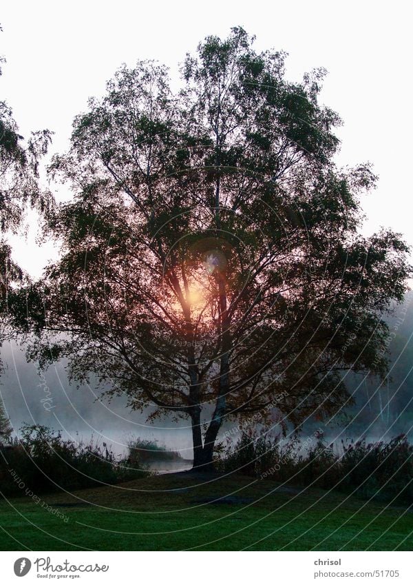 Morgenstimmung am Silbersee Baum Herbst Sonnenaufgang Gegenlicht Gewässer Nebel ruhig Frieden Einsamkeit Hoffnung Außenaufnahme silbersee Morgendämmerung