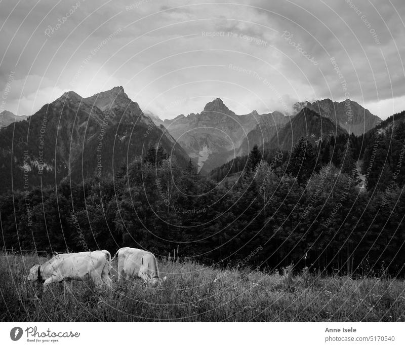 Zwei Kühe auf einer Wiese vor Bergen, Alpen, Österreich Weide Gebirge Bergwiese Kuh Schwarzweißfoto schwarz weiß Berge u. Gebirge Landschaft Außenaufnahme Tier