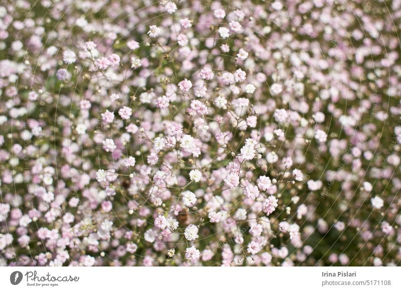 Wilde kleine weiße Blüten im grünen Gras. Caryophyllaceae, Gypsophila (Rosenschleier). Weiße Holzblüten. Stellaria graminea ist eine Blütenpflanzenart aus der Familie der Caryophyllaceae.