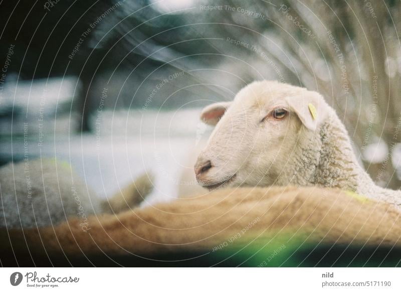 Schafkopf – Tierisch Natur Außenaufnahme niedlich Tierwelt Analogfoto Kodak schafkopf Winter wollig Tierporträt Landschaft Haustier Farbfoto Blick schafsherde