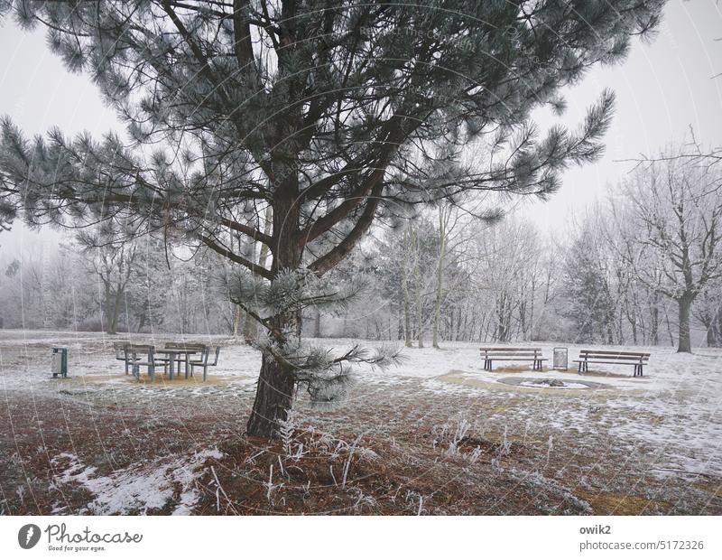 Unter Null Sitzecke Sitzgruppe Stuhl Tisch Park Winter Eis kalt Idylle Eiskristall gefroren Halm Sträucher Baum Schnee Frost Kiefer Pflanze Landschaft Umwelt