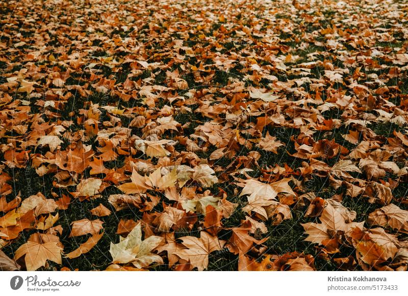 Gelbe und orange Blätter auf grünem Rasen. Natürlicher Boden, Herbst Hintergrund. abstrakt schön hell braun Farbe trocknen fallen Flora Laubwerk Wald Garten