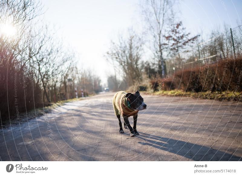 ein alter Hund im Ringelstrickpullover wandert an einem sonnigen Tag auf einem asphaltierten Weg. alte Hunde frieren Hundejacken selbsgestrickt Hundepullover