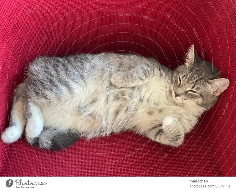 Chillout Katze Haustier Kuscheln kuschelig gemühtlich Hauskatze Tierporträt Fell niedlich schlafen Wohlbefinden entspannung Kater zuhause
