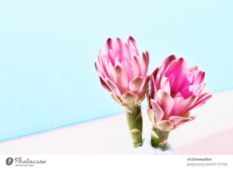 Blühende Kaktuspflanze Blume Pflanze rosa Blume Hintergrund Textfreiraum sukkulente Pflanze Gymnocalycium Botanik geblümt Nahaufnahme Kakteen Makro Blüte